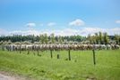 1065 Hudsons Road, Motukarara, Selwyn, Canterbury