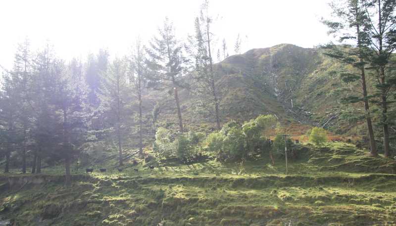 0n Makakaho Road, Ngamatapouri