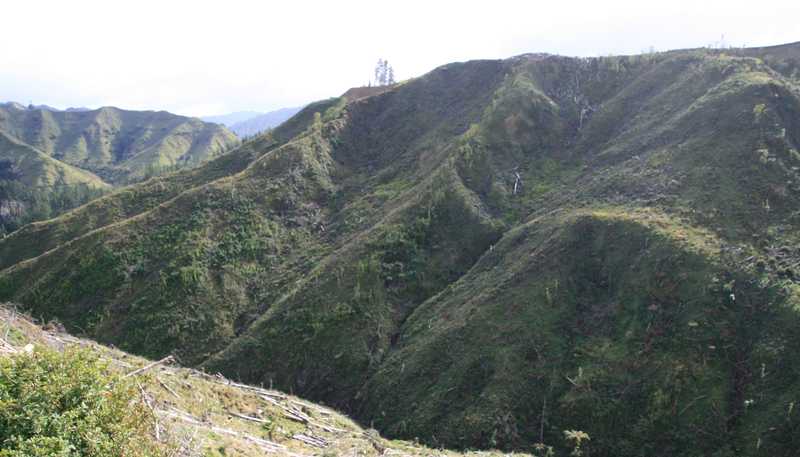 0n Makakaho Road, Ngamatapouri