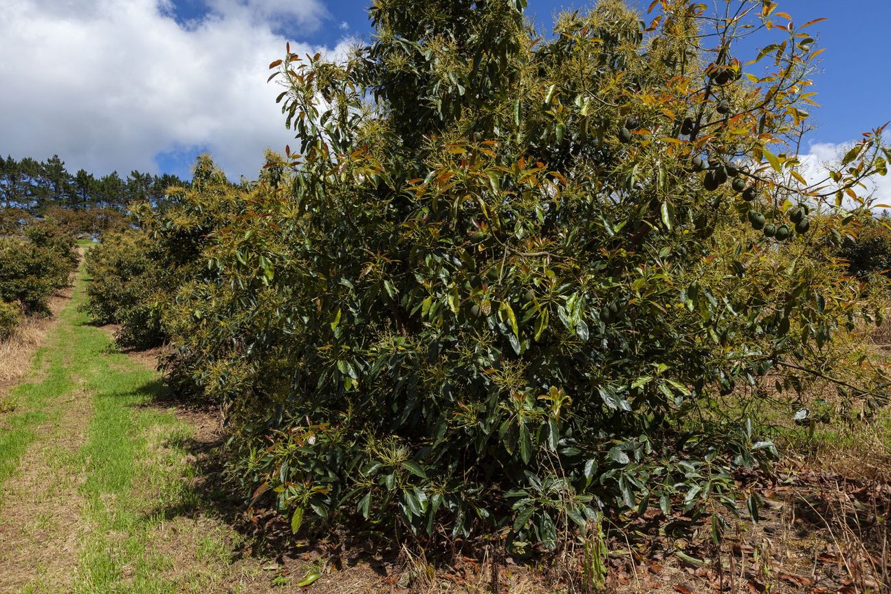 Versatile Orchard & Exceptional Lifestyle Property - Veel