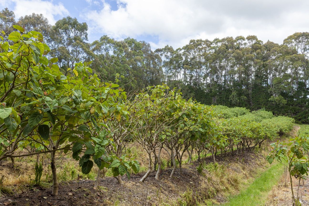 Versatile Orchard & Exceptional Lifestyle Property - Vaade 6