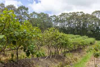 501 Paparore Road, Pukenui