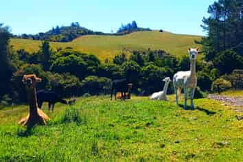  Pungaere Road, Waipapa