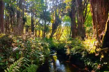  Pungaere Road, Waipapa