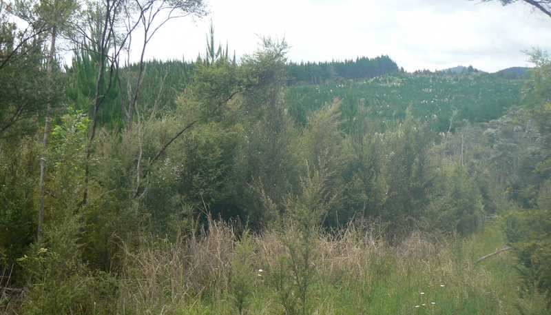 Lot 45 Iwitaua Road, Mangamuka