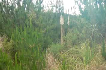 Lot 45 Iwitaua Rd (aka Stoney Creek Rd), Mangamuka