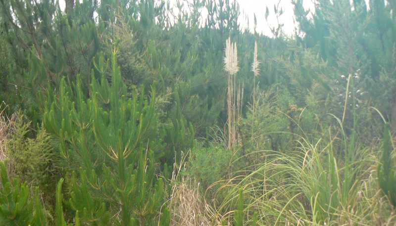 Lot 45 Iwitaua Road, Mangamuka