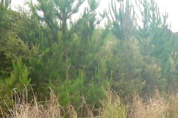Lot 45 Iwitaua Rd (aka Stoney Creek Rd), Mangamuka