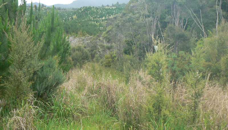 Lot 45 Iwitaua Road, Mangamuka