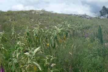 LOT 6 Iwitaua Rd, Mangamuka