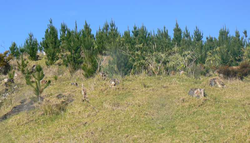LOT 6 Iwitaua Road, Mangamuka