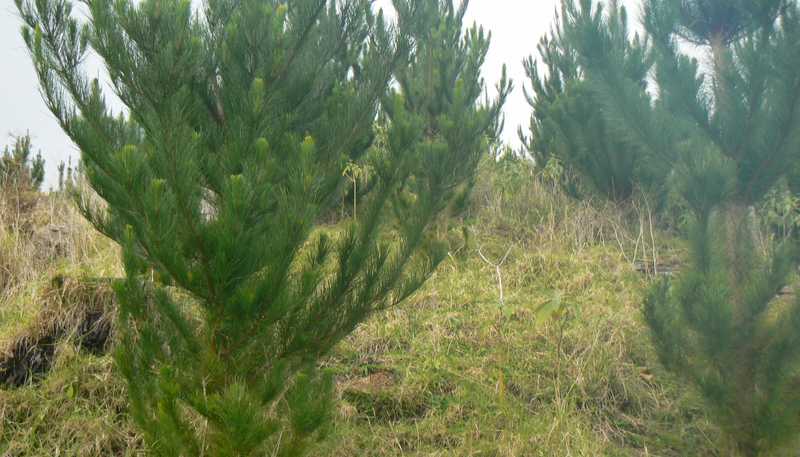 LOT 6 Iwitaua Road, Mangamuka
