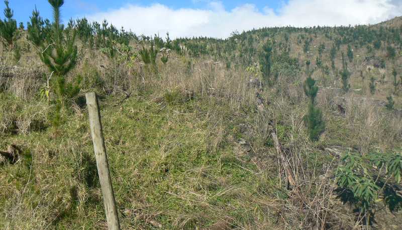 LOT 6 Iwitaua Road, Mangamuka