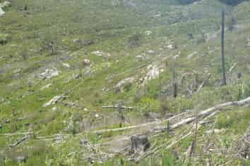 LOT 6 Iwitaua Rd, Mangamuka