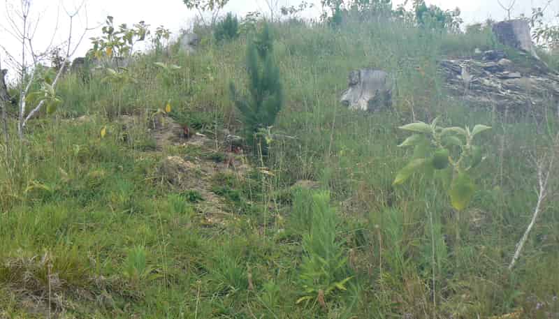 LOT 6 Iwitaua Rd, Mangamuka