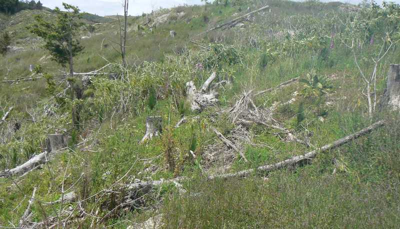 LOT 6 Iwitaua Road, Mangamuka