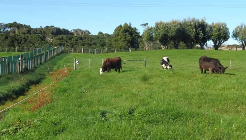  Adair Road, Ruatapu