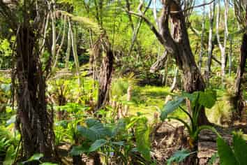 Lot 7 Smelting House Bay, Kawau Island