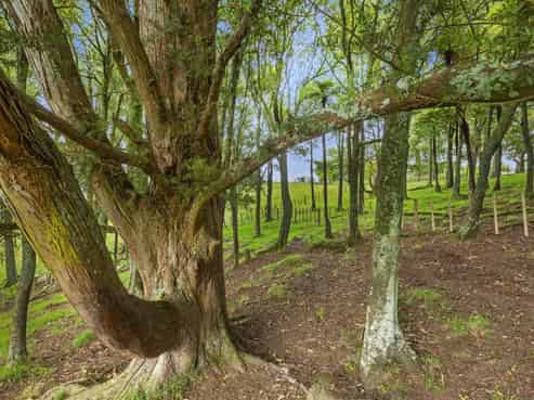 201 Checkley Road, Raglan