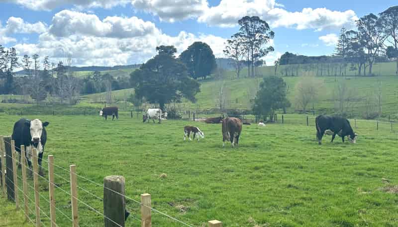  Puketona Road, Paihia