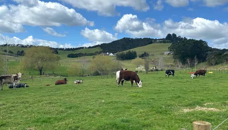 Puketona Road, Paihia