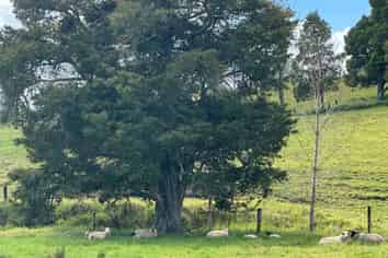  Puketona Road, Paihia