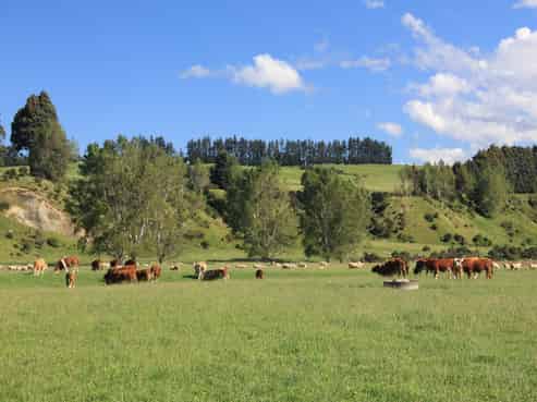 133 Dale Road, Te Anau