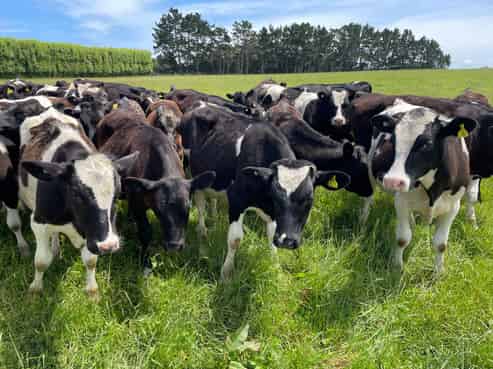 718 Penny Road, Rongotea