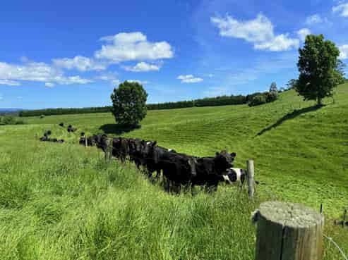 Lot 1 1409 Rangiuru Road, Te Puke