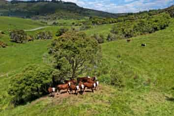 304B Pigeon Flat Road, Mount Cargill