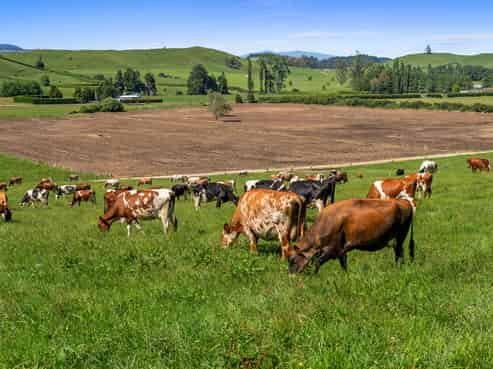 301 Matarawa Road, Kinleith