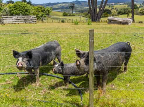 47 Witheford Road, Wellsford