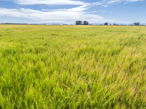 611 Southbridge Sedgemere Road, Leeston