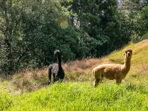 92 Awanui Rise, Ardmore