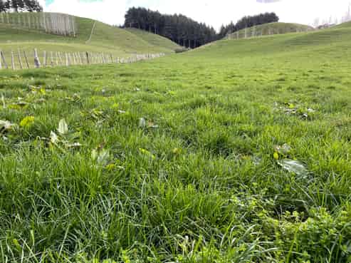 1061 Makino Road, Halcombe