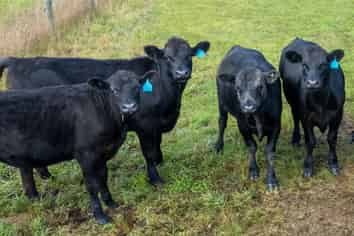 38 Whitneys Road, Waimate