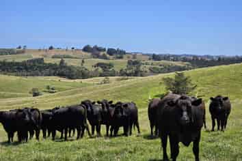 205 Tinopai Road, Matakohe