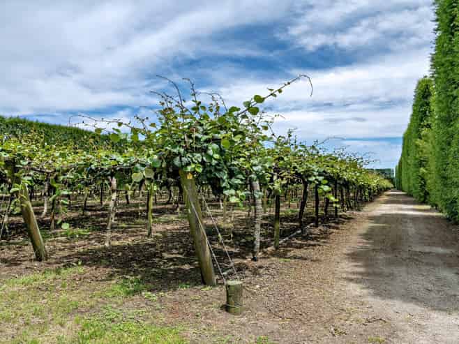 469 Western Drain Road, Edgecumbe