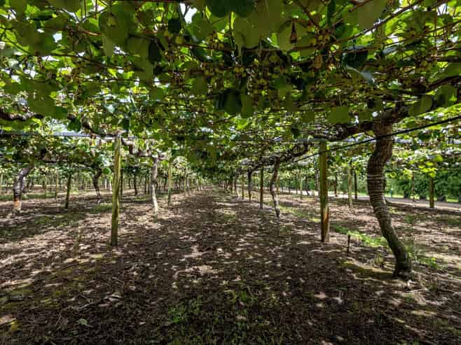 469 Western Drain Road, Edgecumbe