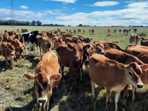 1228 Camerons Line, Aorangi