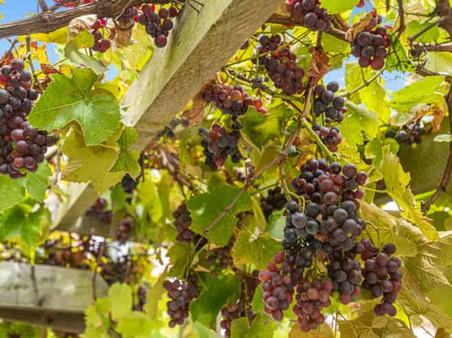 295 Kanohi Road, Kaukapakapa