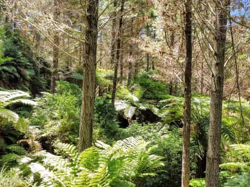 700 Burma Road, Maraetotara