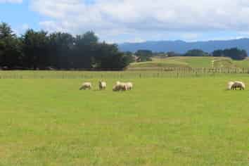 101 Umutaoroa Road, Dannevirke