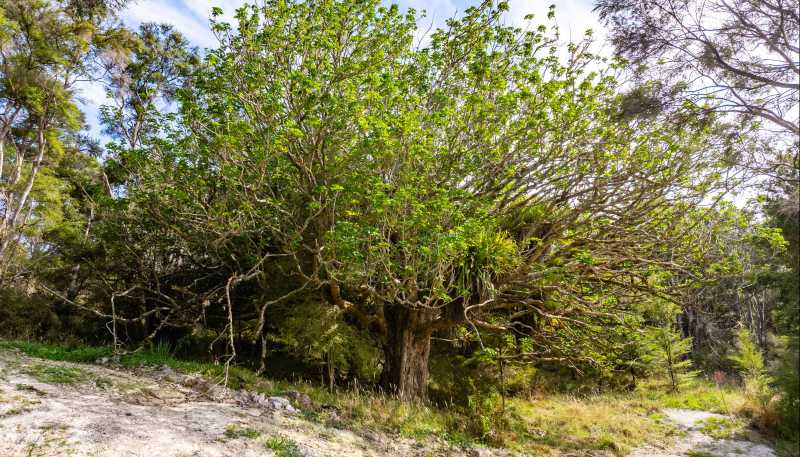 125a Linton Road, Maungaturoto