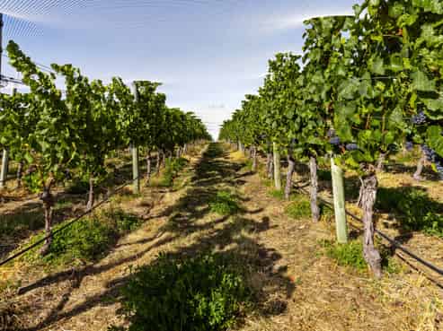 Lot 2 Earnscleugh Road, Alexandra