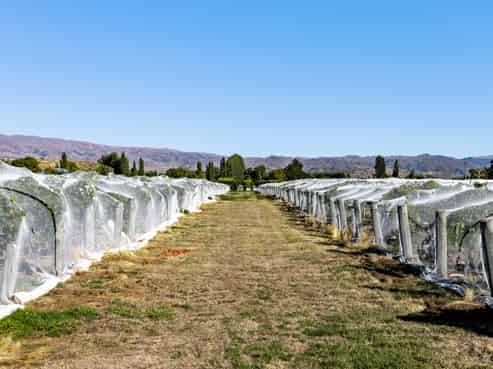 Lot 2 Earnscleugh Road, Alexandra