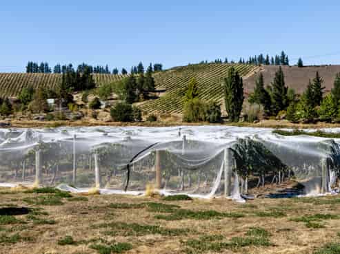 Lot 2 Earnscleugh Road, Alexandra