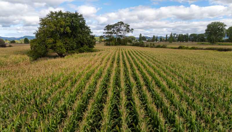 570A Te Kowhai Road, Te Kowhai