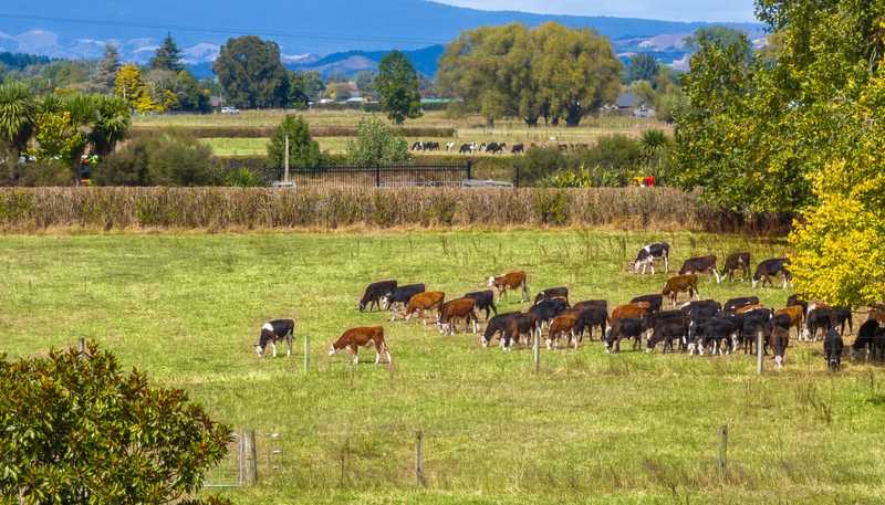 570A Te Kowhai Road, Te Kowhai