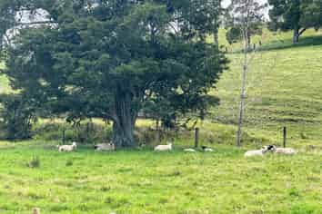  Puketona Road, Paihia